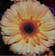 Blume 20