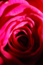 Blume 20