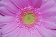Blume 210