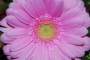 Blume 211