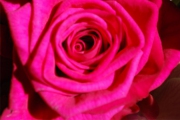 Blume 212