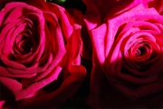 Blume 213