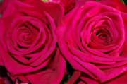 Blume 214