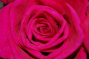 Blume 215