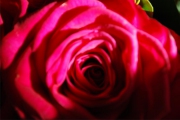 Blume 216