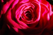 Blume 217