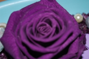 Blume 218
