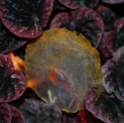 Blume 21
