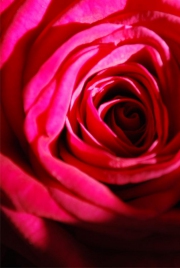 Blume 21
