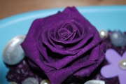 Blume 220