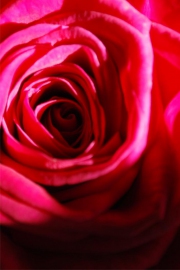 Blume 22