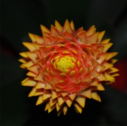 Blume 25