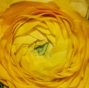 Blume 26