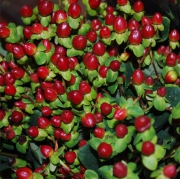 Blume 28