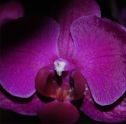 Blume 2