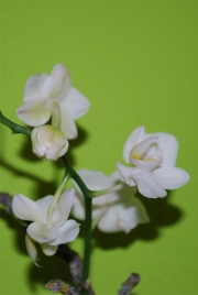 Blume 2