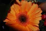 Blume 301