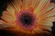 Blume 302