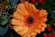 Blume 303