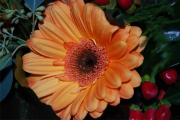 Blume 305