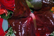 Blume 309