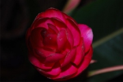 Blume 316