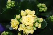 Blume 317