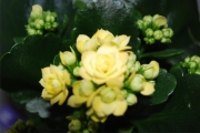 Blume 318