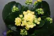 Blume 319