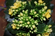 Blume 320