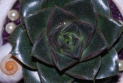 Blume 326