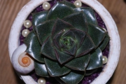 Blume 327