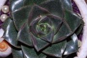 Blume 328