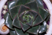 Blume 329