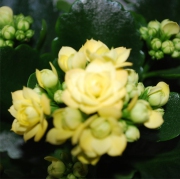 Blume 32