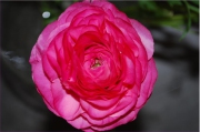 Blume 330