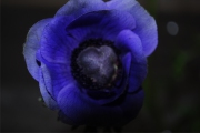 Blume 331