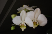 Blume 338