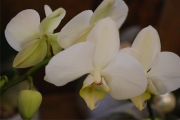 Blume 339