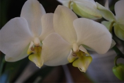 Blume 341