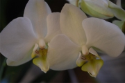 Blume 342