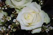 Blume 343