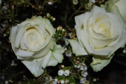 Blume 344