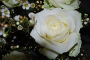 Blume 345