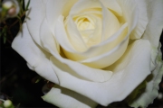 Blume 346