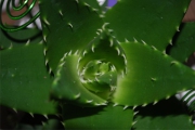 Blume 347