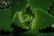 Blume 348