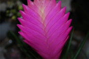 Blume 349