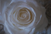 Blume 350