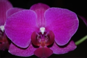 Blume 352